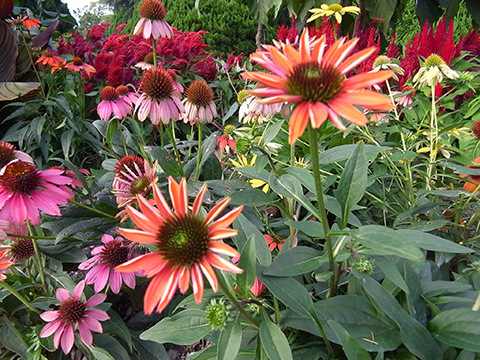 京都府立植物園