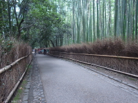 竹林の道